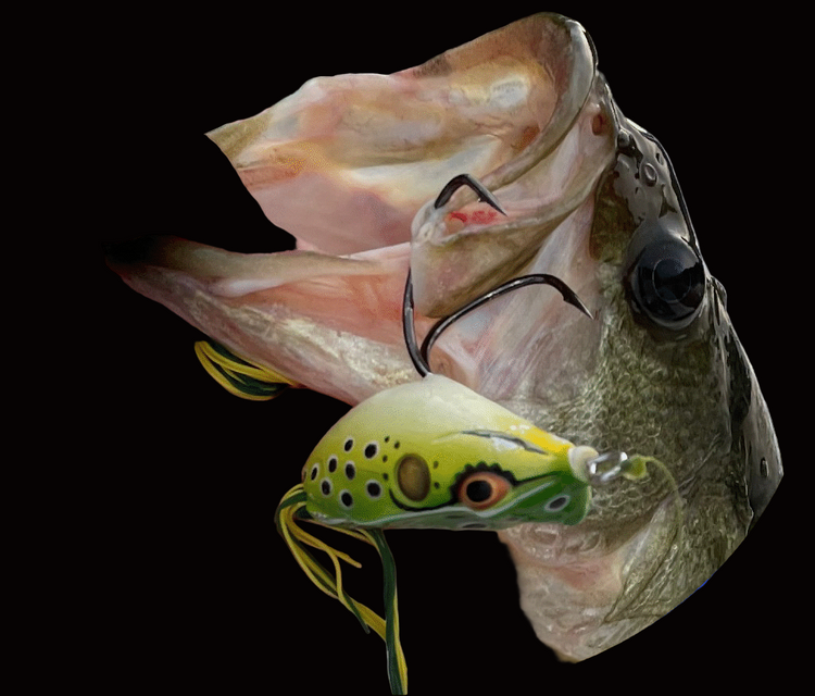 Bass with frog in mouth, lunker, keeper rods