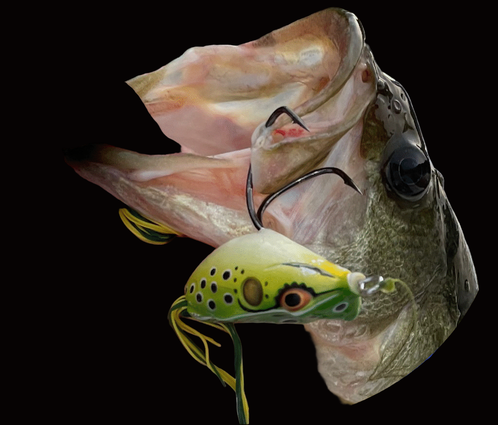 Hollow Body Frogs & Toads