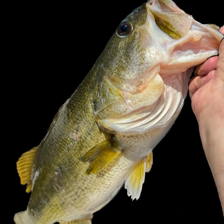 Coosa 7'1" Medium Heavy Power Moderate-Fast Action Cast