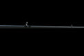 The Doozie Series 73 H+ Frog & Jig Power Casting Rod by Keeper Rods-Doozie is a black rod with a cork handle and red accents. It features an NFC IM intermediate modulus blank for enhanced performance and is displayed on a solid black background, angled from bottom left to top right.
